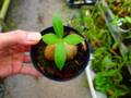 Y632 3-1 Myrmephytum spec. Ilian java AW
