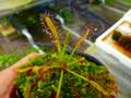 R337 4-1 D. capensis `Crested' Nature