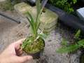G341 3-1 Brocchinia reducta {Franse strain, clone #1.2}BCP