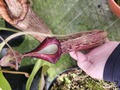 J211 1-2 N. edwardsiana red x maxima giant (K) EP