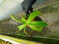Y346 5-3 #BBB N. globamphora (bellii) x ventricosa