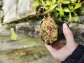 G245 1-4 U. nelumbifolia x reniformis CK