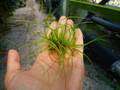 p879 3-1 Tillandsia ラベル落ち