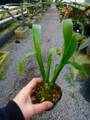 R376 3-2 Catopsis aff. Nitida {Coban, Guatemala} [BCP ID# 1110, 1433] BCP