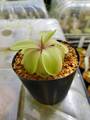 G543-12 P. zecheri x P. emarginata [BCP ID# P1565]