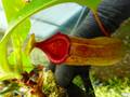 P431 5-3 N. ventricosa (b) squat x truncata Y's