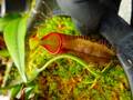 Y500 5-2 N. macrovulgaris (highland red, Kinabalu)