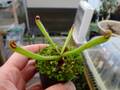 Y353 1-1 H. uncinata x parva (extremely hairy) AW