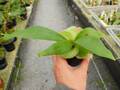 E165 5-1 Platycerium ラベル落ち