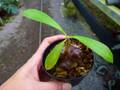 Y798 3-1 Myr. tuberosa CK