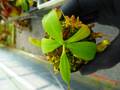 G208 5-1 N. ventricosa madja-as x rajah #NNN