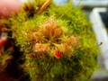 Y657 4-2 D. spathulata 沖縄県産 白花