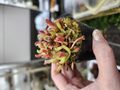 P603 1-1 H. pullchella {different clone, Chiri TEpui, Venezuela}[BCP ID# H25] BCP