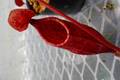 P234 5-3 #BBB N. peltata x mira