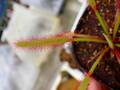 P628 4-1 D. capensis broad leaf Y's