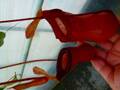 G455 5-3 #BBB N. (ventricosa x sibuyanensis squat) x (ventricosa x sibuyanensis) Y's