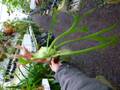 R407 3-3 Platycerium willinckii Mt. Semeru wild