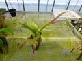 G505 4-2 Platycerium ラベル落ち