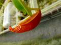 R471 5-1  [YA-10] N. veitchii Bario (very big pitcher) x veitchii Bario (stripe peristome) Y's Lab