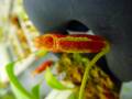 Y757 5-1 N. (bicalcarata x campanulata) x lowii #NNN