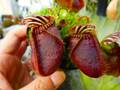 P680 1-1 Cephalotus follicularis `Big Boy' Cedric