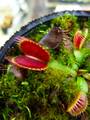 P159 4-1 Dionaea muscipula G16, Slacks Giant CK