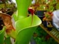 G869 1-1 H. heterodoxa (Gran Sabana)