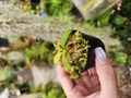 Y927 1-4 N. xkinabaluensis Tambuyukon x ephippiata #NNN 
