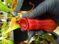 P753 5-1 N. ventricosa-red seedling