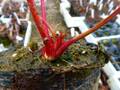 R224 S. flava var. rubricorpora (RCP1) CK