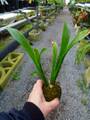 R288 3-2 Catopsis aff. Nitida {Coban, Guatemala} [BCP ID# 1110, 1433] BCP