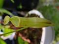 P310 3-2 N. mirabilis {Phuket, Thailand} [BCP ID# N162] BCP