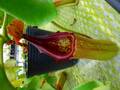 G204 5-2 N. truncata Dinagat Islands VL