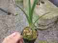 Y892 3-1 Brocchinia reducta {France strain, clone #1.2} BCP 