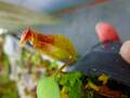 Y091 5-1 N. ventricosa madja-as x rajah #NNN