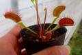 Y152 4-1 Dionaea muscipula South-West Giant Y's Lab