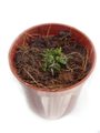 Utricularia laxa / 5.5cm鉢 / ウトリクラリア ラクサ