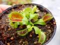 P745 5-1 Dionaea muscipula South-West Giant Y's Lab