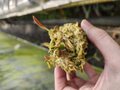 G151 1-1 Cephalotus follicularis HCP