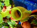 G261 5-2 #BBB N. ampullaria (variegata) TH