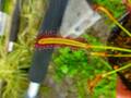 G325 4-1 D. capensis narrow leaf
