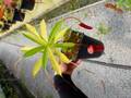 J587 5-2 N. ventricosa red x Rebecca sopper Y's