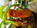 G103 4-1 N. ventricosa (seedling select) 山本