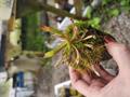 P942 1-1 H. sarracenioides {lucccky dip from mix of clones, red x self Ptari Tepui, Venezuela}[BCP ID# H2168, 2169] BCP