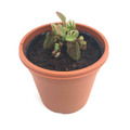 Cephalotus folliculariｓ Giant Y's / 2.5号鉢 /（Sサイズ）/ セファロタス フォリキュラリス ジャイアント