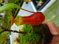 Y505 5-3 N. reinwardtiana {red form, Bario, Kelabit Highlands, Borneo} BCP