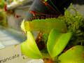 P186 5-1 N. truncata 広島実生系 Y's