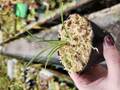 Y754 1-2 #BBB  Brocchinia hechioides  {Gran Sabana, Vnezuela, different clones}}[BCP ID# 991] 