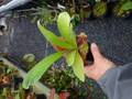 R172 5-3 Platycerium ラベル落ち