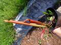 G730 S. popei (red form)